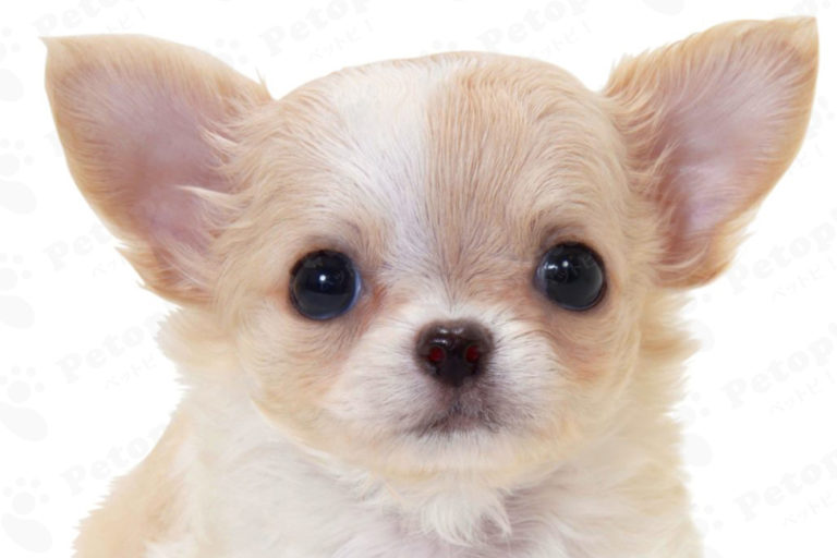 チワワとピンシャーのミックスってどんな感じ？