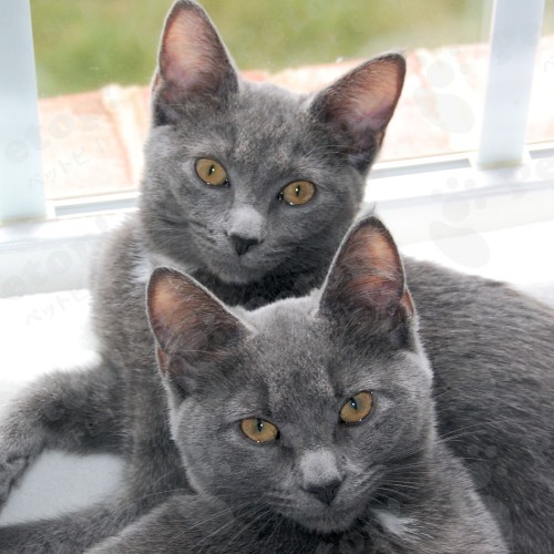 コラットの性格や特徴、詳しい飼い方と寿命や値段について調査 | ペットピッ!