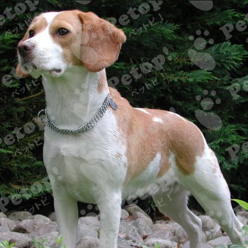 ビーグルの寿命はどのくらい？なりやすい病気の症状と予防法 ペットピッ！