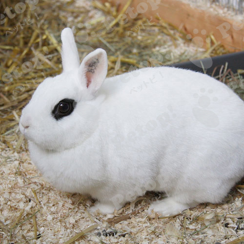 ブランデホトの正しい飼い方や性格 寿命 歴史を解説 ペットピッ