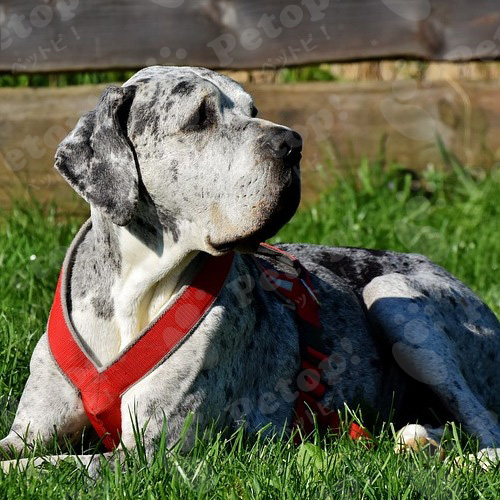 グレートデンの寿命はどのくらい なりやすい病気の症状と予防法 ペットピッ