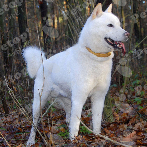 北海道犬の寿命はどのくらい なりやすい病気の症状と予防法 ペットピッ