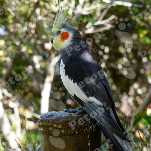 オカメインコの正しい飼い方や性格 寿命 歴史を解説 ペットピッ