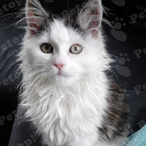 サイベリアンの寿命はどのくらい 体重で知る病気のサインと予防法 ペットピッ