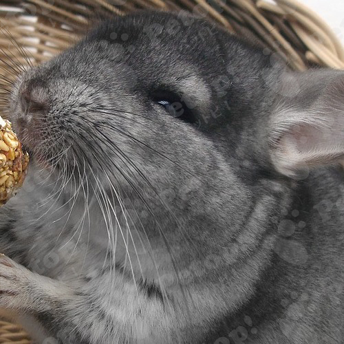 チンチラ ねずみ の正しい飼い方や性格 寿命 歴史を解説 ペットピッ