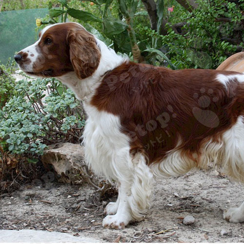 ウェルシュスプリンガースパニエルの寿命は かかりやすい病気の症状と予防法 ペットピッ