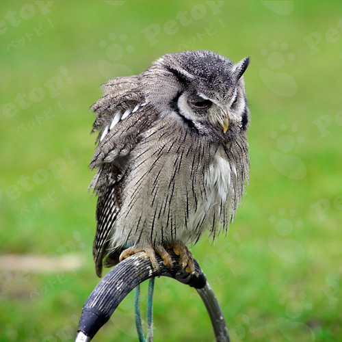 アフリカオオコノハズクの正しい飼い方や性格 寿命 歴史を解説 ペットピッ