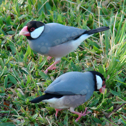 文鳥の寿命を伸ばすポイントは 病気のサイン 予防法を解説 ペットピッ