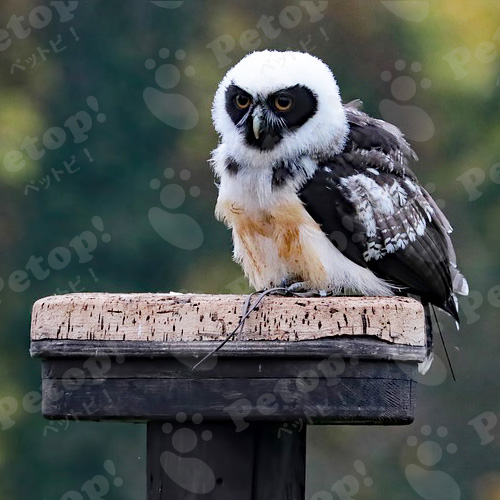 メガネフクロウの正しい飼い方や性格 寿命 歴史を解説 ペットピッ