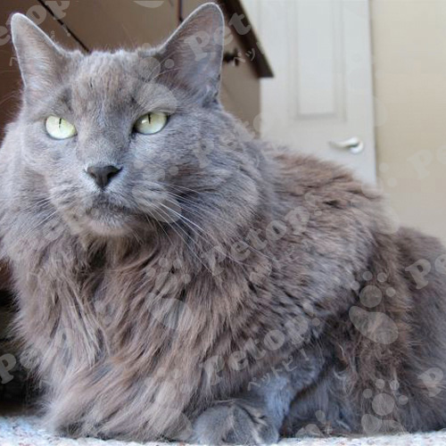 ネベロングの寿命はどのくらい？体重で知る病気のサインと予防法 