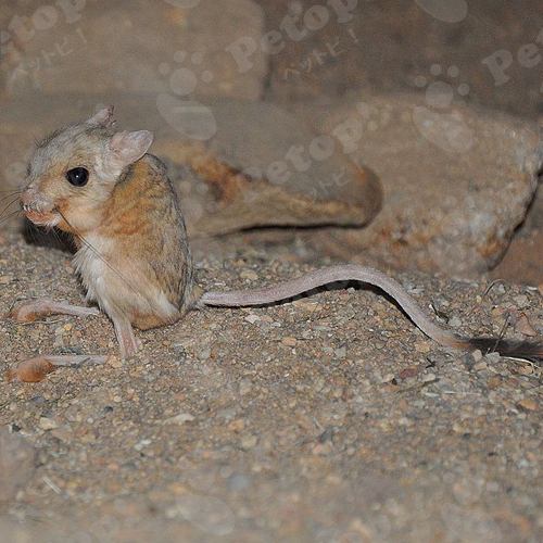 ピグミージェルボアの寿命と 病気のサイン 予防法を解説 ペットピッ