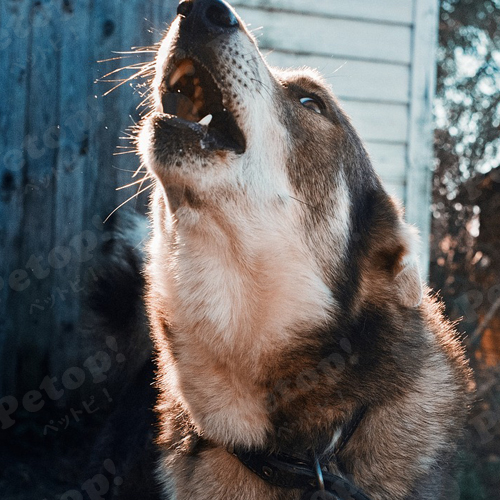 犬が遠吠えする理由とは 知っておくべき遠吠え対策もご紹介 ペットピッ