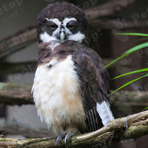 メガネフクロウの寿命と 病気のサイン 予防法を解説 ペットピッ