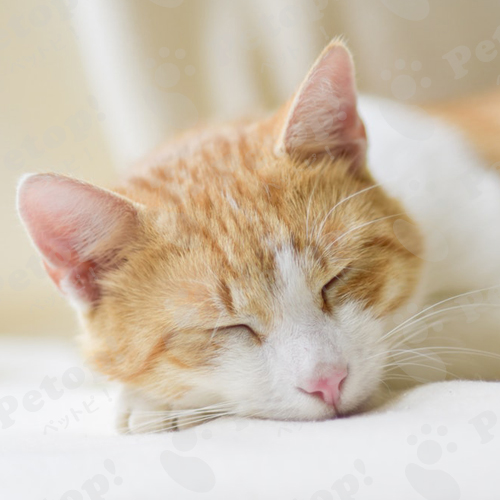 猫はどのくらい寝る 平均睡眠時間と年齢との関係生活リズムを調査 ペットピッ