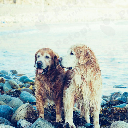 日本で人気の大型犬7選 性格や飼い方 メリット デメリット ペットピッ