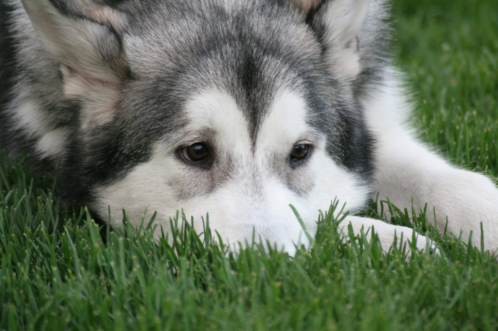 犬の発情周期：長さ、頻度、段階