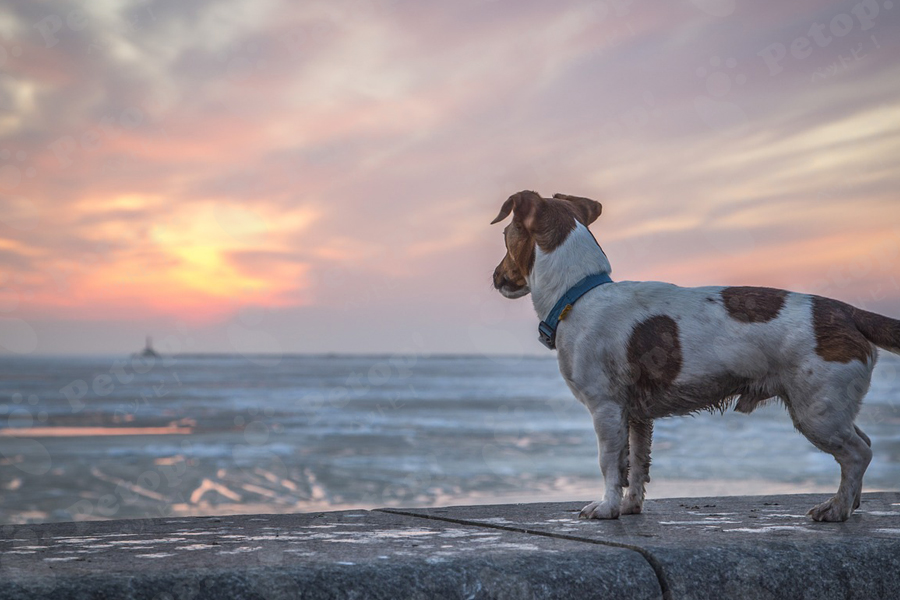 海を見つめる犬