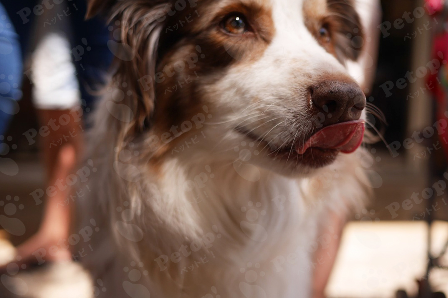犬が人間の顔を舐める理由とは その意外な心理についてご紹介 ペットピッ