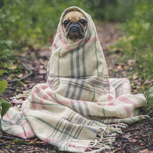 愛犬が寒がっている 犬が寒さに耐えている時に見せる5つのサイン ペットピッ