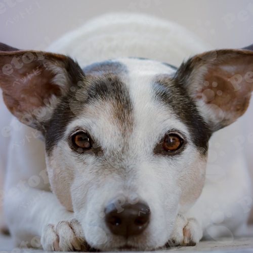 犬と猫が仲良くなる秘訣は 性格の違いと相性を徹底調査 ペットピッ