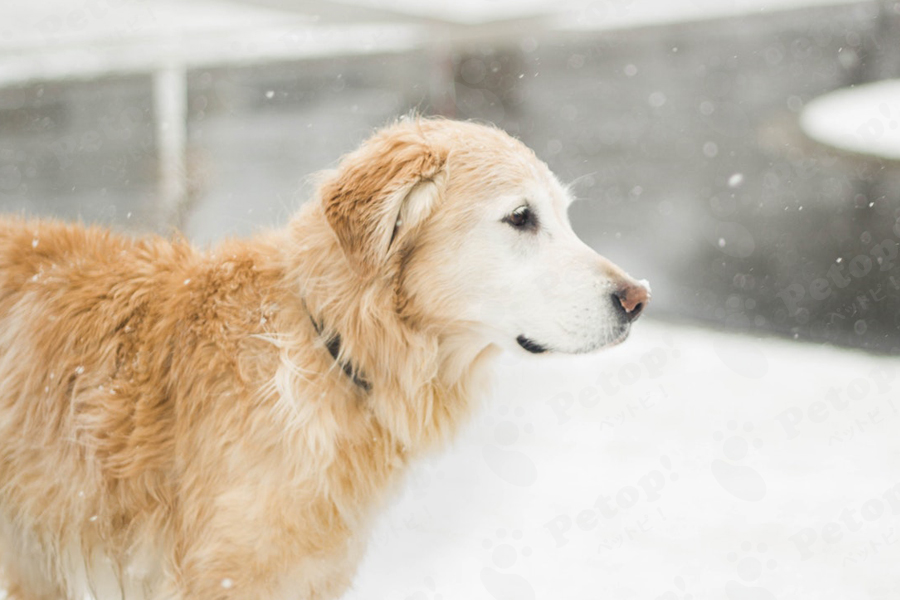 雪景色と犬