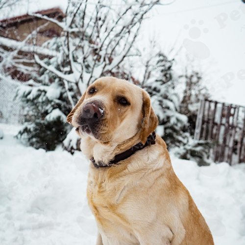 犬は雪が大好き 愛犬が雪遊びをする際の注意点やケア方法について ペットピッ