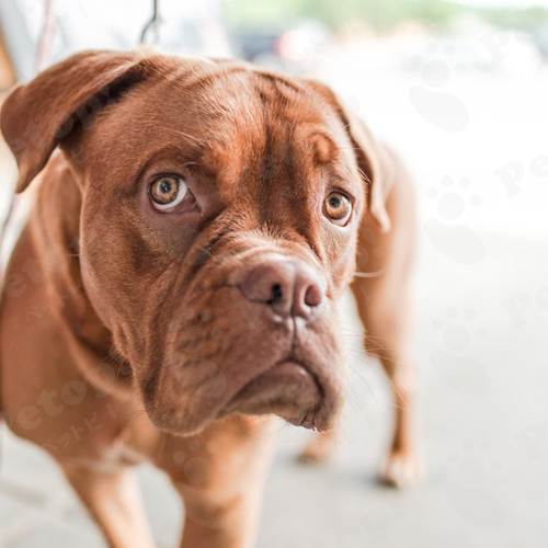 愛犬の気持ちを知ろう 機嫌が良い犬が見せるサインとは ペットピッ