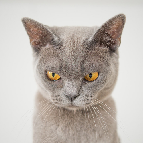 愛猫がキャットフードを食べない 好き嫌いする理由や対策について ペットピッ