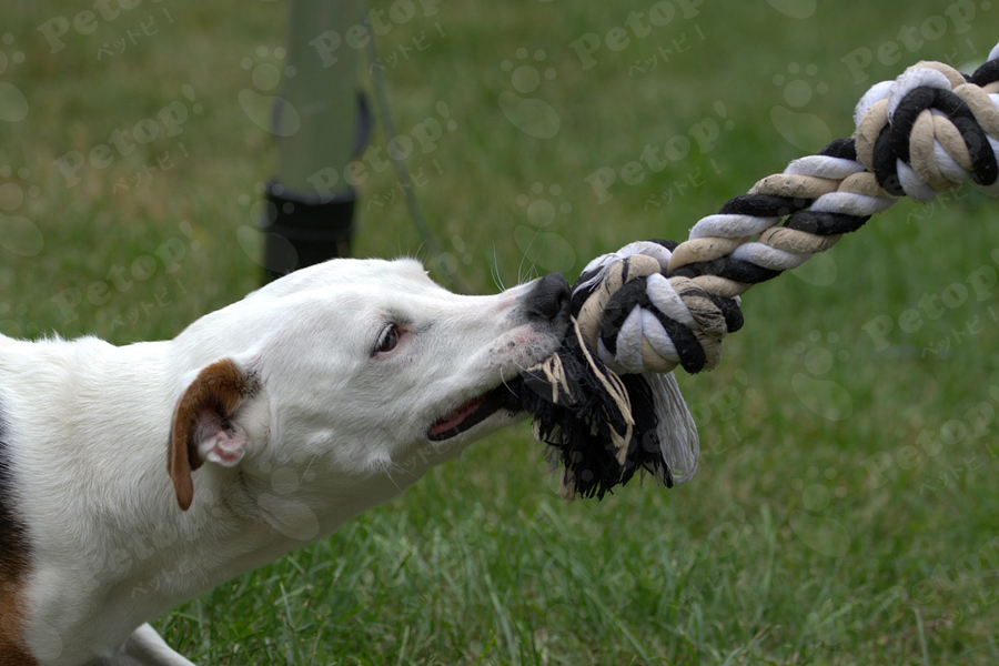 ロープを噛む犬