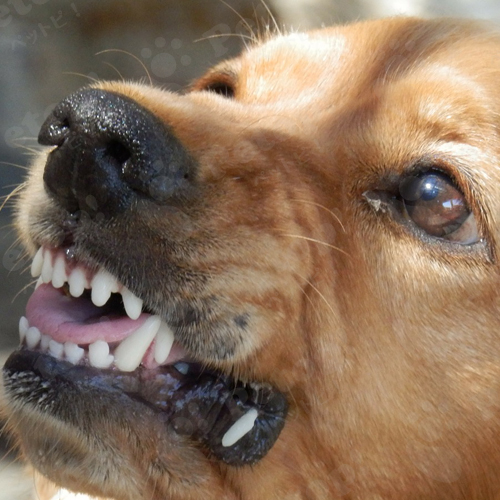 犬が威嚇している時の鳴き声や行動 飼い主がすべき対処法まとめ ペットピッ