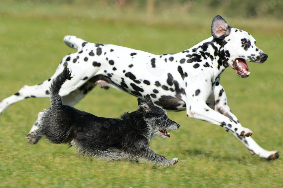 二匹の走る犬