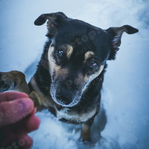 犬を1匹飼うのにかかる費用は 犬が生きていくために必要なお金 ペットピッ