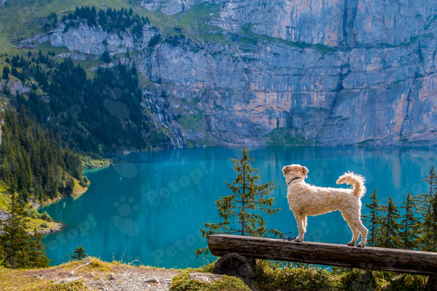 湖を見つめる犬
