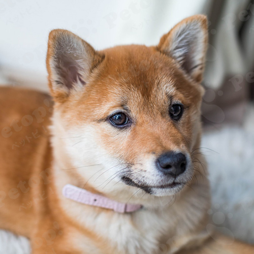 犬を飼う時ブリーダーとペットショップどちらがおすすめ 徹底比較 ペットピッ