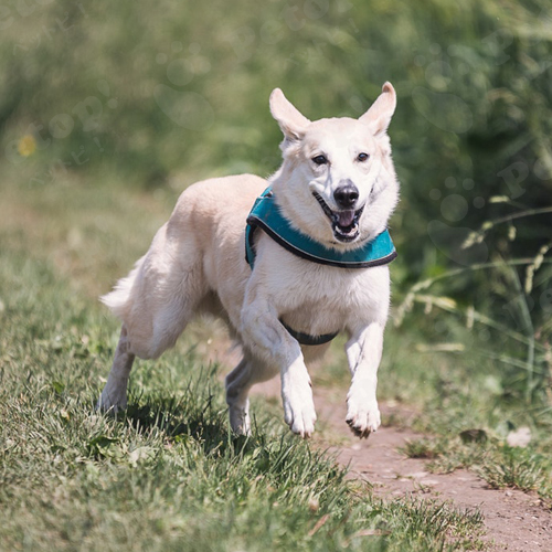 世界で一番長生きの犬は ギネス記録や長寿の秘訣をご紹介します ペットピッ