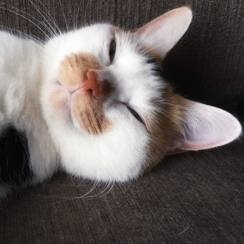 猫が腕枕を要求する時の心理や仰向けで寝る理由は飼い主大好きの証 ペットピッ