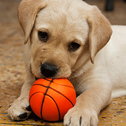 犬の甘噛みをやめさせるには理由を知るべし 正しいしつけの方法とは ペットピッ