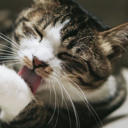 猫が噛む 舐める理由は何故 噛むときのしつけ方や猫の心理とは ペットピッ