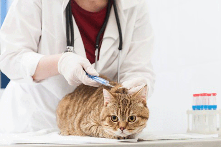 猫の病院嫌いを克服する方法