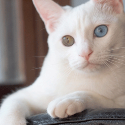 猫の目の色一覧 片目で違う子や色が変わる子は遺伝が原因 ペットピッ