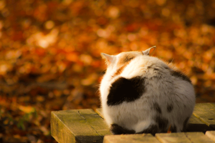 秋のベンチで寝る猫
