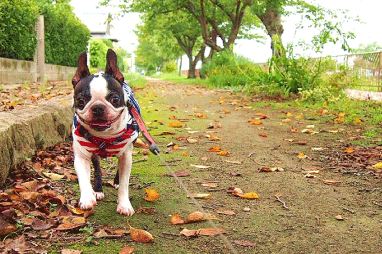 犬の秋の健康診断