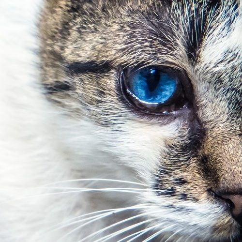 子猫の目ヤニは何が原因 色でわかる対処法と取り方を詳しく調査 ペットピッ