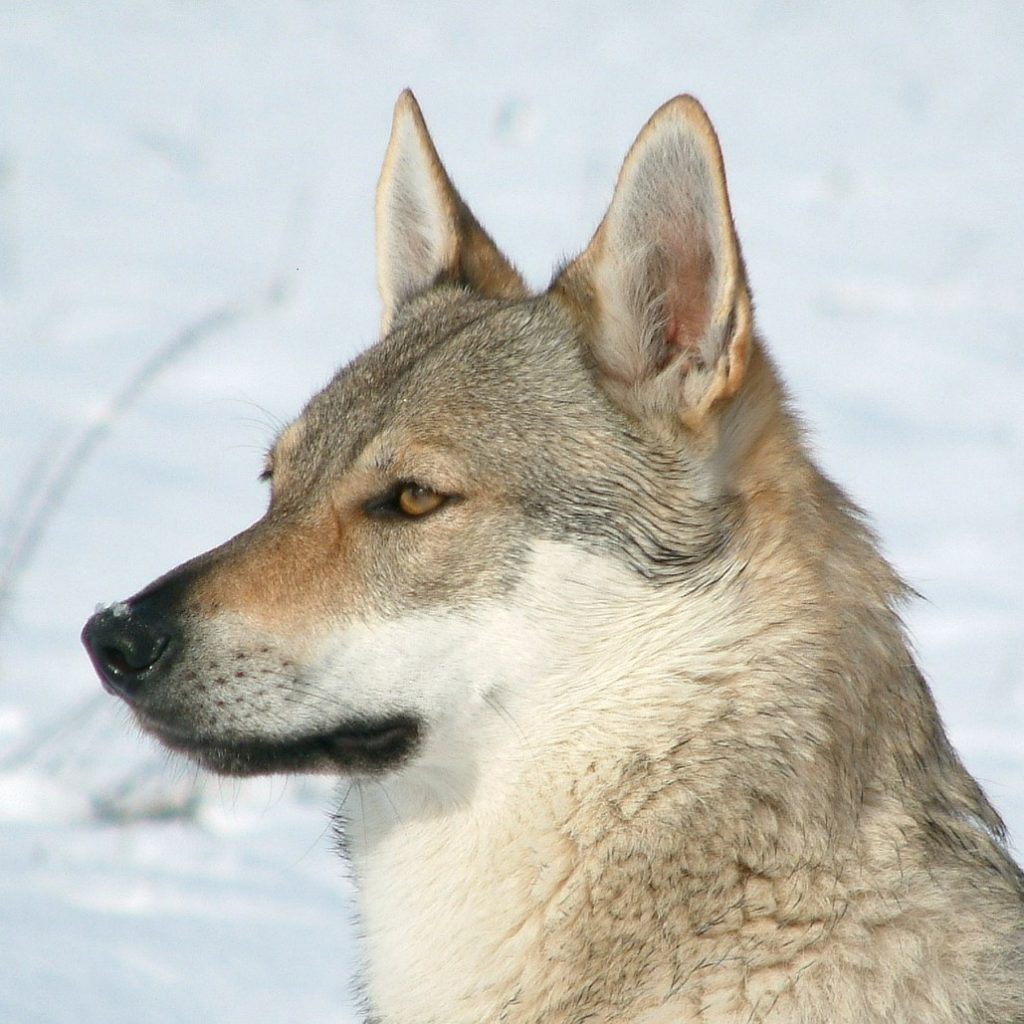 オオカミ犬とは？日本でもブリーダーを介して子犬から育てられる？ | ペットピッ！