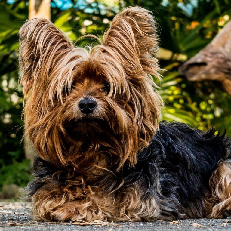 テリアの代表種はどの子?テリアの犬種全種と性格や飼い方を大公開! | ペットピッ!