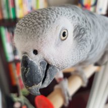 本棚と鳥