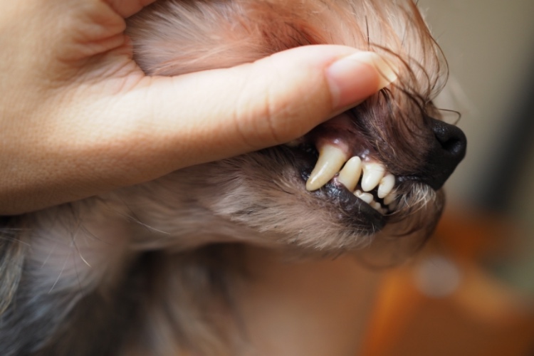 犬の虫歯確認