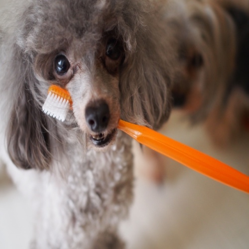 犬の歯磨きをしていないのは危険性がたくさん 正しいやり方で綺麗に ペットピッ