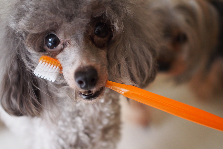 歯ブラシをくわえた犬