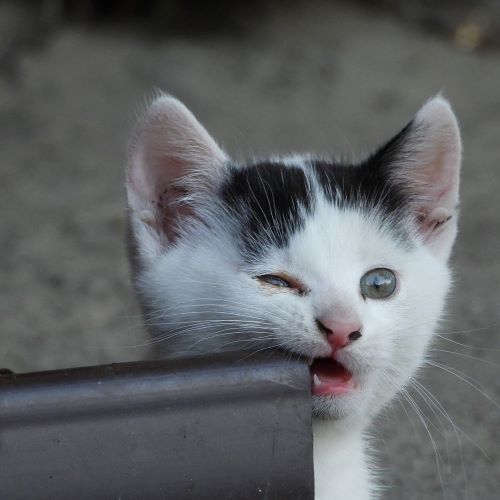 猫に噛まれたら何科に行けばいい 感染症や腫れた時の対処法まとめ ペットピッ